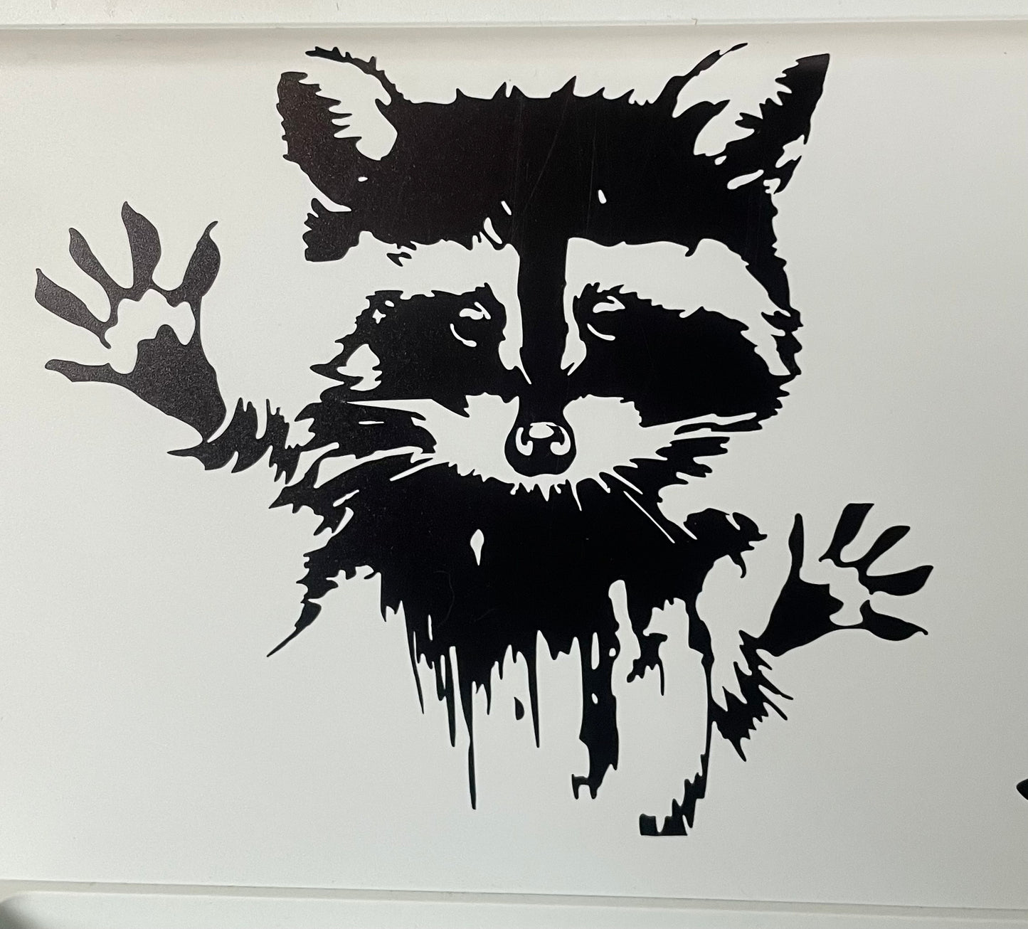 Feral racoon 5x5 Vynil window decal